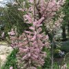 Tamarix gallica